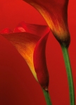 Mural Ref 00406 Red Calla Lilies
